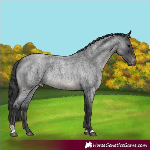Horse Color:Blue Roan Appaloosa