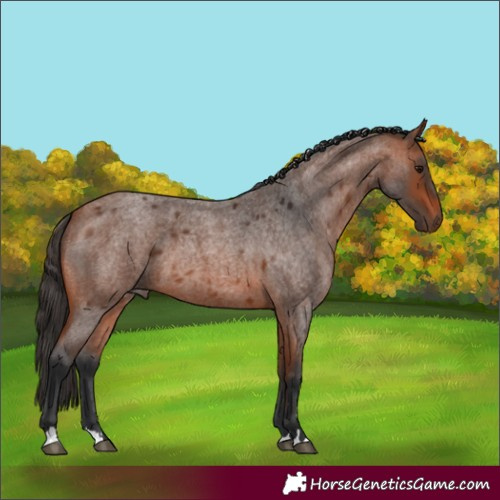 Horse Color:Bay Roan