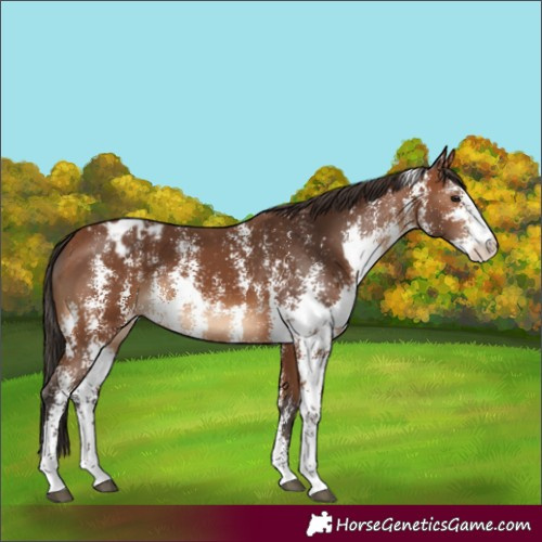Horse Color:Bay Sabino Appaloosa 