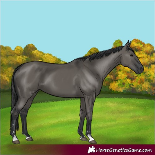 Horse Color:Grullo