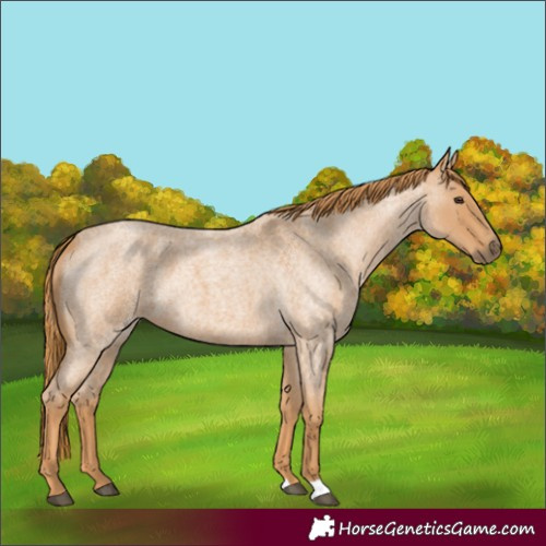 Horse Color:Red Roan 