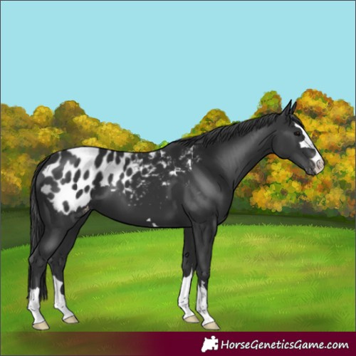 Horse Color:Black Appaloosa