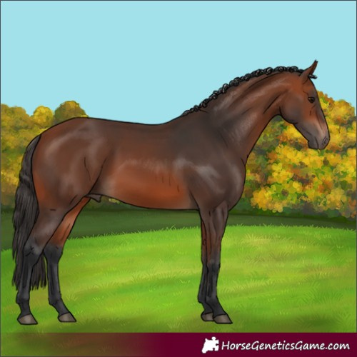 Horse Color:Bay 