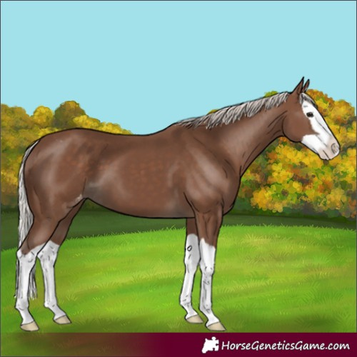 Horse Color:Silver Black Splash Appaloosa 