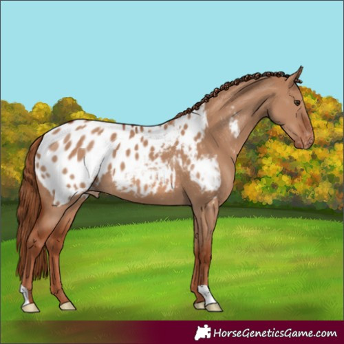 Horse Color:Red Dun Appaloosa 