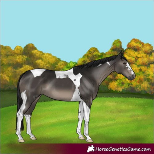 Horse Color:Gray Black Tobiano 