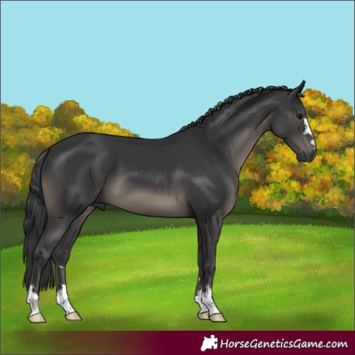 Horse Color:Black 