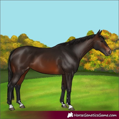 Horse Color:Gray Bay Appaloosa 