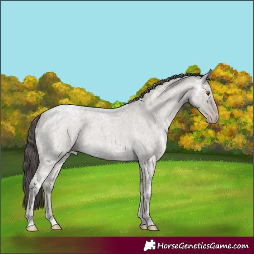 Horse Color:Classic Cream Champagne Ice Roan 