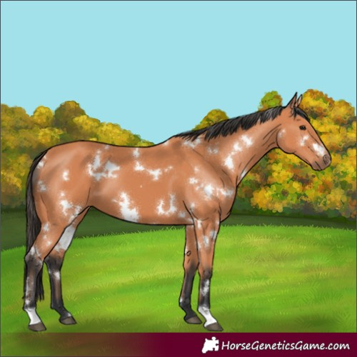 Horse Color:White Spotted Bay