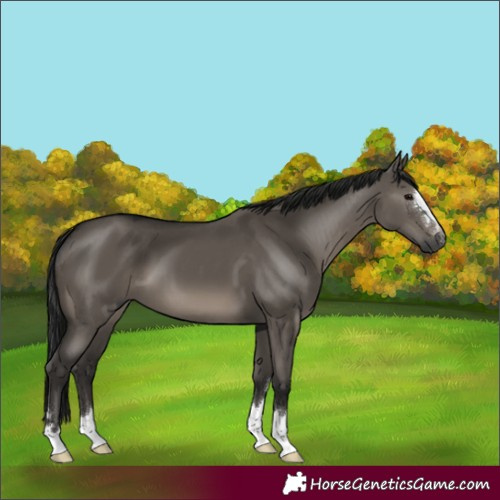 Horse Color:Gray Grullo 