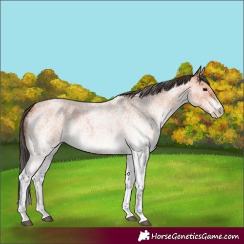 Horse Color:White Spotted Bay Roan 
