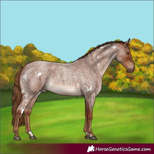 Horse Color:White Spotted Red Roan 