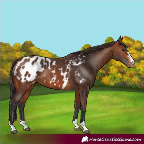 Horse Color:Bay Appaloosa 