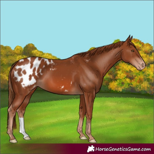 Horse Color:Chestnut Appaloosa 