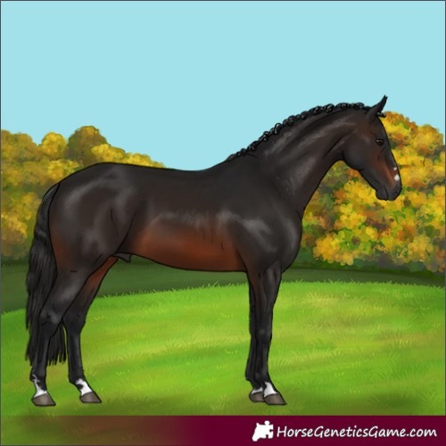 Horse Color:Gray Brown