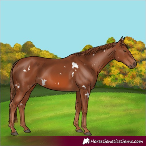 Horse Color:White Spotted Chestnut