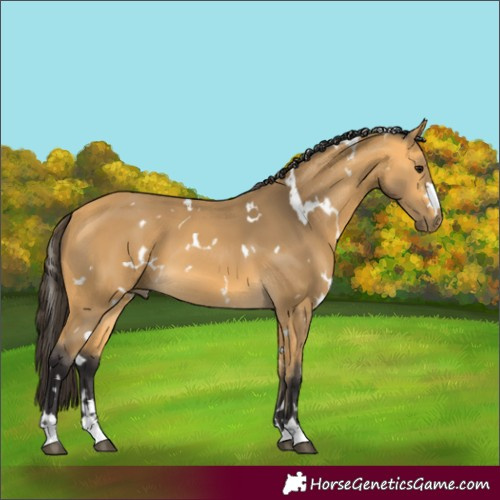 Horse Color:White Spotted Buckskin