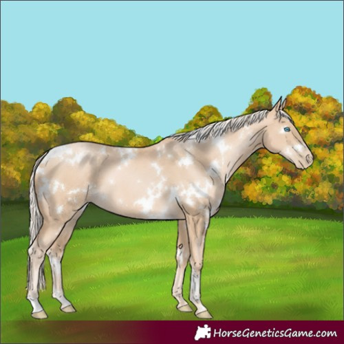 Horse Color:White Spotted Palomino Pearl