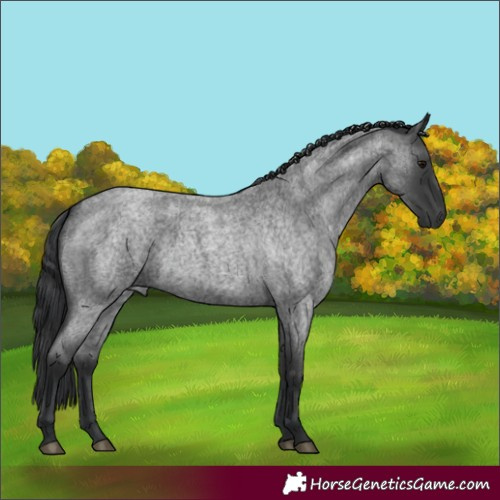 Horse Color:Blue Roan 
