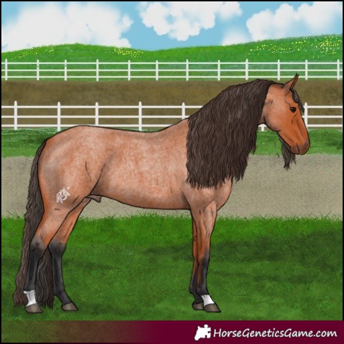Horse Color:Bay Roan 