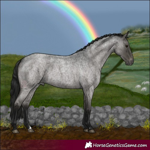 Horse Color:Gray Blue Roan Varnish