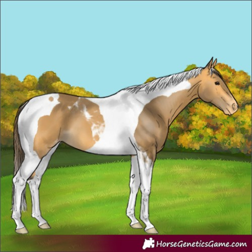 Horse Color:Buckskin Tobiano Varnish 