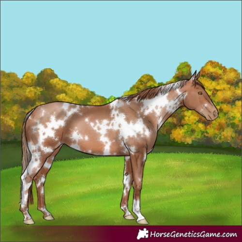 Horse Color:White Spotted Brown Pearl 