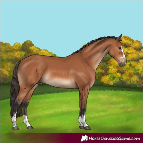 Horse Color:Bay 
