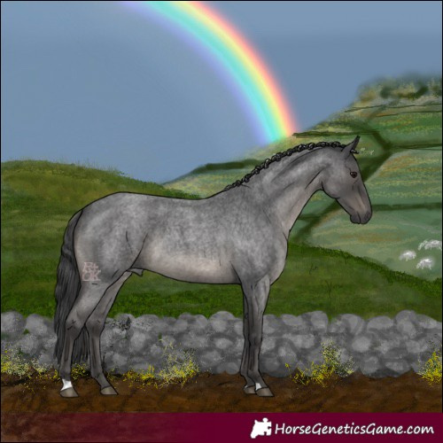 Horse Color:Blue Roan 