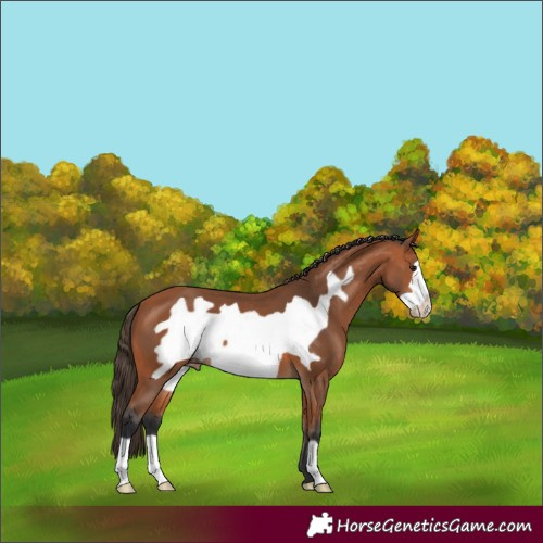 Horse Color:Bay Frame Varnish 