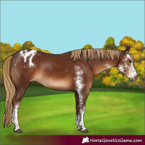 Horse Color:Gray Chestnut Sabino Appaloosa Rabicano