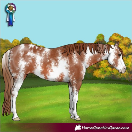 Horse Color:Chestnut Sabino Appaloosa