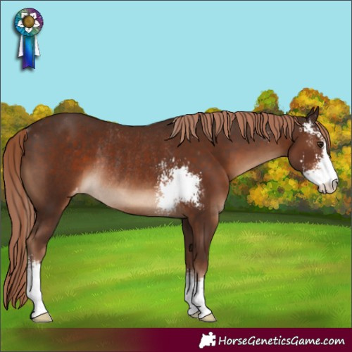 Horse Color:Liver Chestnut Sabino Appaloosa Rabicano 