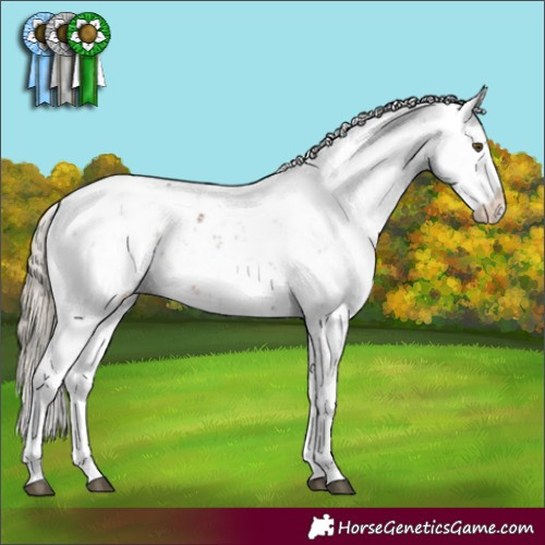 Horse Color:Liver Chestnut Sabino