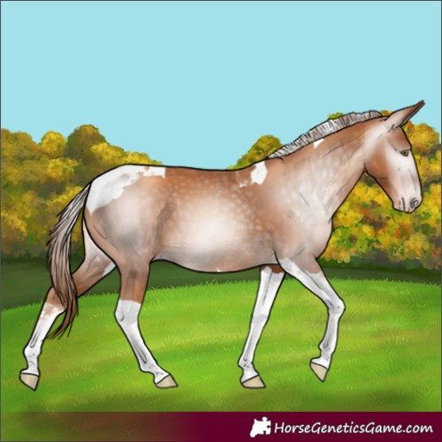 Horse Color:Gray Gold Champagne Tobiano 