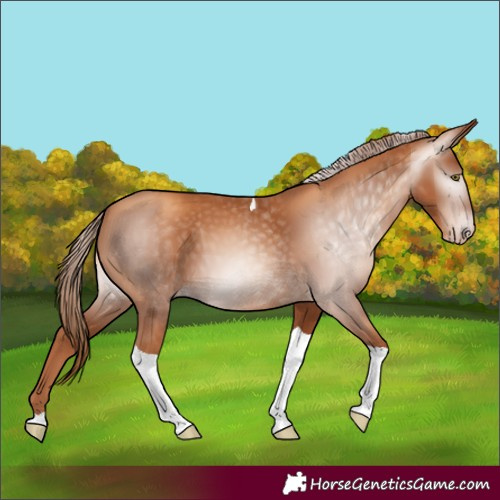 Horse Color:Gray Gold Champagne Tobiano 