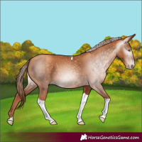 Horse Color:Gray Gold Champagne Tobiano