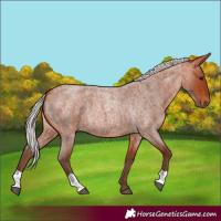 Horse Color:Silver Bay Roan 
