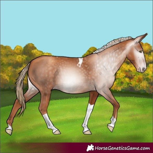 Horse Color:Gray Gold Champagne Tobiano 