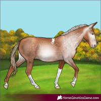 Horse Color:Gray Gold Champagne Tobiano 