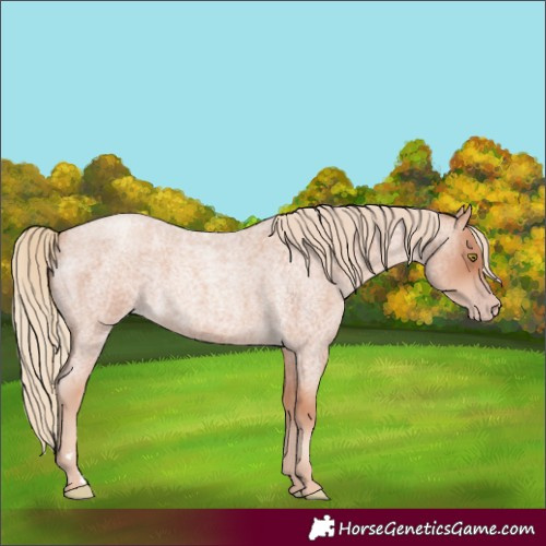 Horse Color:Gold Champagne Roan 