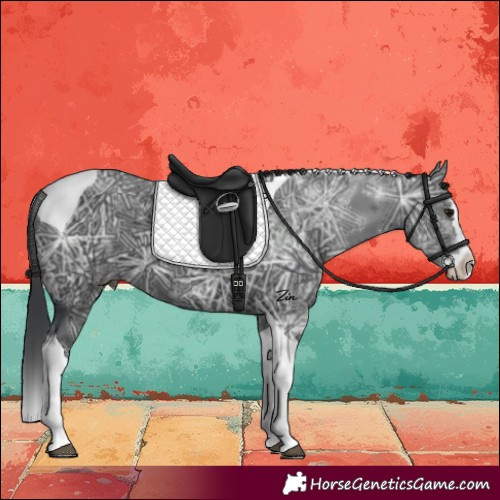 Horse Color:Black Ice Splash Tobiano 
