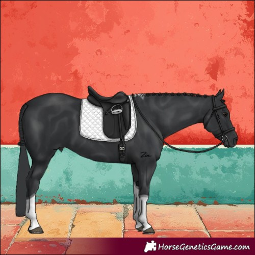 Horse Color:Black Tobiano