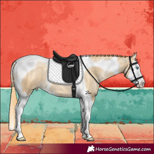 Horse Color:Smoky Black Pearl Splash Tobiano