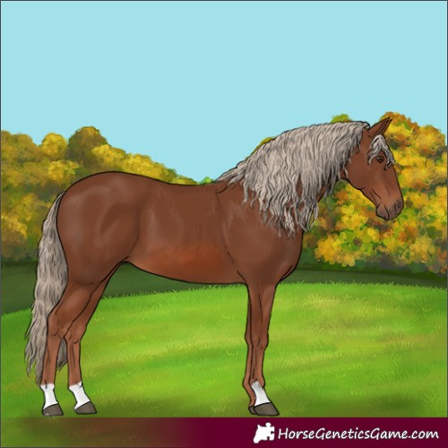 Horse Color:Chestnut 