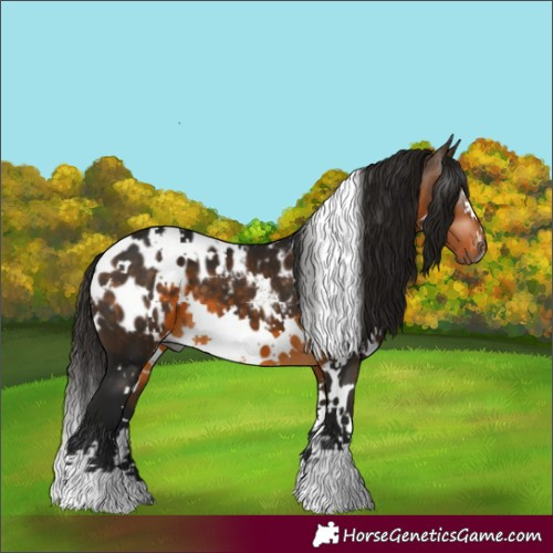 Horse Color:Gray White Spotted Buckskin Blanket 