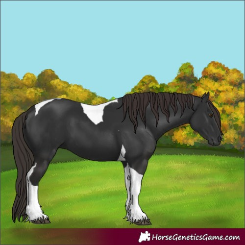 Horse Color:Gray Liver Chestnut Tobiano 