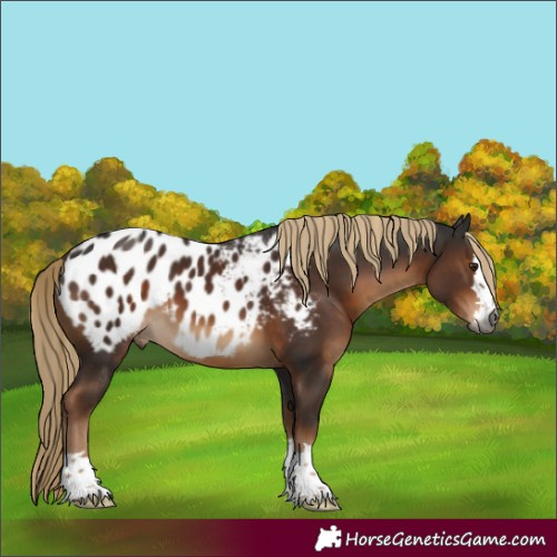 Horse Color:Gray Liver Chestnut Appaloosa 
