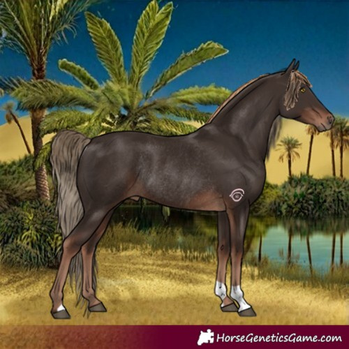 Horse Color:Liver Chestnut Rabicano 